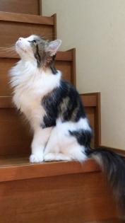 スギ花粉症初期療法について